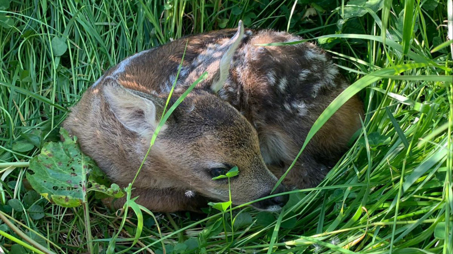 Kitz und Jungwildrettung vor dem Mähtod Viele schaffen mehr